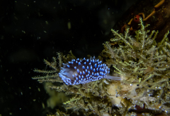 Antiopella capensis