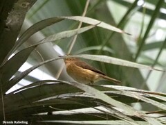 Phylloscopus canariensis