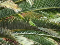 Psittacula krameri