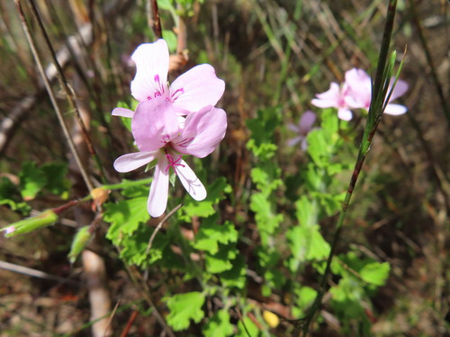 Image of Pelargonium hermanniifolium by (c) linkie, some rights reserved (CC BY)