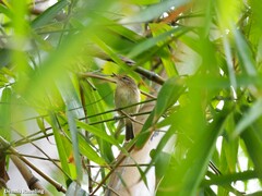 Phylloscopus canariensis