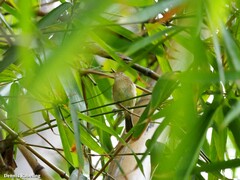 Phylloscopus canariensis