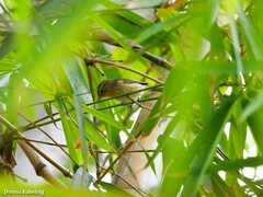 Phylloscopus canariensis