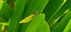 Colias lesbia