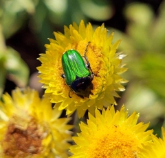 Leucocelis haemorrhoidalis