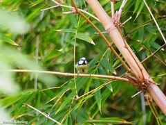 Cyanistes teneriffae