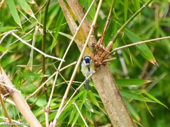 Cyanistes teneriffae