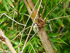 Cyanistes teneriffae