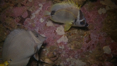 Prionurus laticlavius