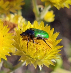 Leucocelis haemorrhoidalis