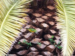 Poicephalus senegalus