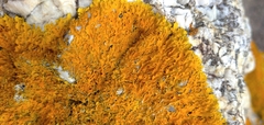 Xanthoria aureola