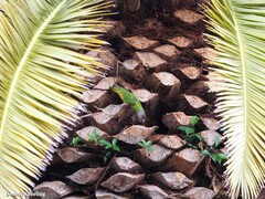 Poicephalus senegalus