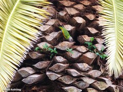 Poicephalus senegalus