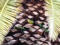 Poicephalus senegalus