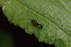Tetramorium sericeiventre