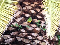 Poicephalus senegalus