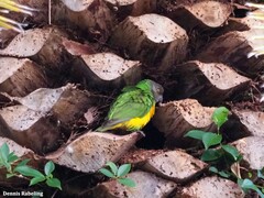 Poicephalus senegalus