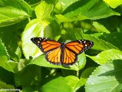 Danaus plexippus