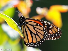 Danaus plexippus