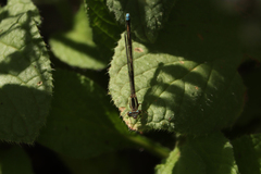 Pseudagrion kersteni