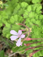 Pelargonium zonale