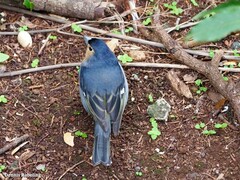 Fringilla coelebs canariensis