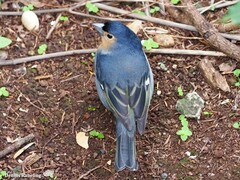 Fringilla coelebs canariensis