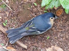 Fringilla coelebs canariensis