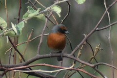 Poospiza rubecula