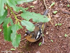 Fringilla coelebs canariensis