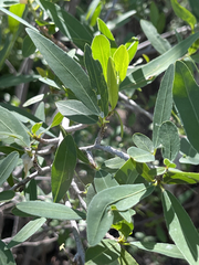 Pleradenophora bilocularis