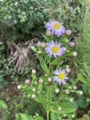 Symphyotrichum elliottii