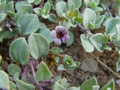 Melosperma andicola