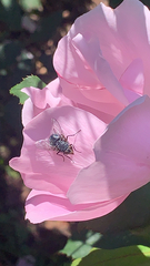 Calliphora vicina