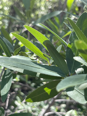 Pleradenophora bilocularis