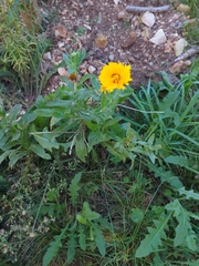 Calendula officinalis