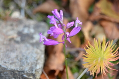 Polygala major