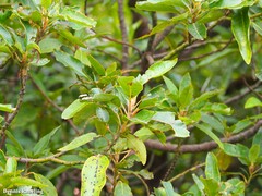 Persea indica