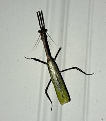 Pseudovates chlorophaea