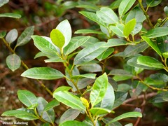 Ilex canariensis