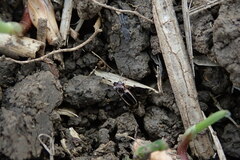 Notiophilus biguttatus