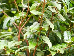 Prunus lusitanica