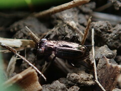 Notiophilus biguttatus