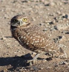 Athene cunicularia hypugaea