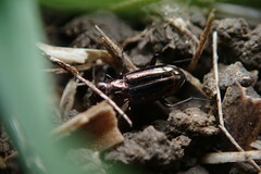 Notiophilus biguttatus