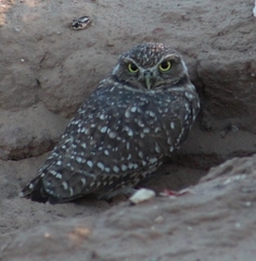 Athene cunicularia hypugaea