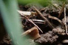 Notiophilus biguttatus