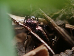 Notiophilus biguttatus