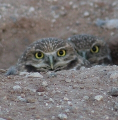 Athene cunicularia hypugaea